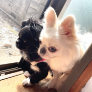 「え？どうした？」【Instagram/犬猫飼い主さま限定】ねこちゃん・わんちゃんのかわいいお顔、みーせて♡カタログ掲載のチャンス！の投稿画像