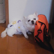 「♡」【Instagram/犬猫飼い主さま限定】ねこちゃん・わんちゃんのかわいいお顔、みーせて♡カタログ掲載のチャンス！の投稿画像