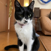 「たまには可愛い顔を・・・」【Instagram/犬猫飼い主さま限定】ねこちゃん・わんちゃんのかわいいお顔、みーせて♡カタログ掲載のチャンス！の投稿画像