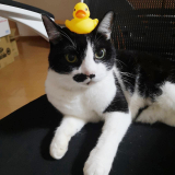 上から