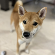 「柴犬1歳メス」【Instagram/犬猫飼い主さま限定】ねこちゃん・わんちゃんのかわいいお顔、みーせて♡カタログ掲載のチャンス！の投稿画像