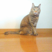 「5歳の女の子」【Instagram/犬猫飼い主さま限定】ねこちゃん・わんちゃんのかわいいお顔、みーせて♡カタログ掲載のチャンス！の投稿画像