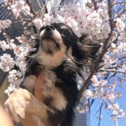「綺麗でしょ！」【Instagram/犬猫飼い主さま限定】ねこちゃん・わんちゃんのかわいいお顔、みーせて♡カタログ掲載のチャンス！の投稿画像