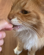 .めちゃめちゃくんくんからのモグモグ🤭美味しいみたいでよかった！食べ出してからいつもごろごろしてるだけなのにすごい走り回ったり動きが俊敏になった気がする😳！太り気味だったからこ&hellip;のInstagram画像