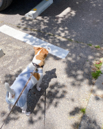 ⁡⁡⁡⁡⁡⁡⁡⁡🐶犬用 健康維持サプリメント ドッグエイド KM-10【+関節サポート】⁡⁡12歳になっても元気に走り回ってほしい愛犬へ滑りやすいフ&hellip;のInstagram画像