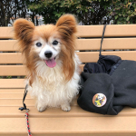 ハロウィンのバッジをつけてお散歩です🎃.#papillon #パピヨン #パピヨン大好き #パピヨンラブ #ぱぴすたぐらむ #いぬすたぐらむ🐶 #いぬのいる生活 #パピヨン好きと繋がりたい #パピ&hellip;のInstagram画像