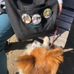 にいたんだ❣️.4兄妹でお散歩🥰みんないいお顔です☺️.#papillon #パピヨン #パピヨン大好き #パピヨンラブ #ぱぴすたぐらむ #パピヨン多頭飼い  #パピヨン好きと繋がりたい  &hellip;のInstagram画像