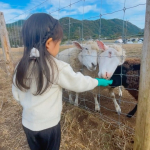 𓂃服部牧場へ行ってきたよ🐄🐑🥛前は怖がってたのに、しっかりえさを上げられるようになったよ👧🏻✨食べられないひつじに「この子かわいそう🐏」と心配していて、そんなことを言うようになるな&hellip;のInstagram画像
