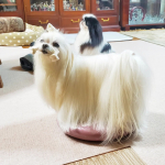 室内で、なにかトレーニングできないかな、と思っていたとき、Living with pets犬用バランスディスクのモニターに選んでいただけました。不安定なモノの上に乗ることで、自然にバランスをとろう&hellip;のInstagram画像