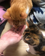 猫ちゃんがあまり動かない、運動量が少ない、太り気味などで心配になることってありますよね。　　　　　　　　　　　　　　　　　　　　　　　　実はそれ、猫ちゃんの筋力低下が原因かもしれません。&nbsp;&hellip;のInstagram画像