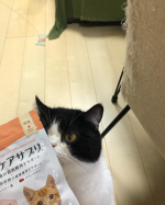 猫用サプリメントの紹介我が家には今4匹の猫がいるので病院に行くと結構お金がかかります。サプリメントで病気を予防できるなら安いもの！？と思い試してみました。先日黒白のエキゾ、ぶぶ様が突発性膀&hellip;のInstagram画像