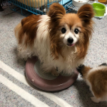 足腰鍛えてます。バランスディスクで体幹や筋肉を鍛えていつまでも美魔女でいるんでつ。.#papillon #パピヨン #パピヨン大好き #パピヨン好きと繋がりたい  #パピヨンシニア犬  #&hellip;のInstagram画像