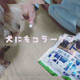口コミ記事「犬用コラーゲンサプリメント【健・ドッグ】」の画像