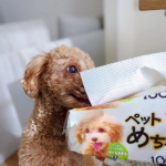 ペット用トイレットペーパー♡.୨୧┈┈┈┈┈┈┈┈┈┈┈┈┈┈┈୨୧.ペットめちゃラク.୨୧┈┈┈┈┈┈┈┈┈┈┈┈┈┈┈୨୧.まるおくん的にはちゃんとトイレを使っているつもり。&hellip;のInstagram画像