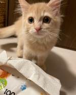 ♡♡♡♡♡ペットめちゃラクを使わせていただきました。うちの猫ちゃんよくトイレ失敗するので床が汚くなるんです。だから床を拭くときにつかわせていただきました。こちら水に流せるので嬉しい😆👍&hellip;のInstagram画像