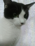 家の猫