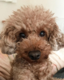 愛犬