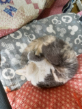 マロン