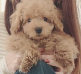 よろしくお願いいたします