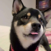 「何かしら出てる口元」【Instagram/犬猫飼い主さま限定】ねこちゃん・わんちゃんのかわいいお顔、みーせて♡販促物掲載のチャンス！の投稿画像