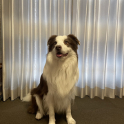 「舌ぺろっ」【Instagram/犬猫飼い主さま限定】ねこちゃん・わんちゃんのかわいいお顔、みーせて♡販促物掲載のチャンス！の投稿画像