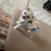 「振り向きざまのきょとん顔」【Instagram/犬猫飼い主さま限定】ねこちゃん・わんちゃんのかわいいお顔、みーせて♡販促物掲載のチャンス！の投稿画像