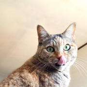 「女の子」【Instagram/犬猫飼い主さま限定】ねこちゃん・わんちゃんのかわいいお顔、みーせて♡販促物掲載のチャンス！の投稿画像