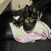 「うちの子達です！」【Instagram/犬猫飼い主さま限定】ねこちゃん・わんちゃんのかわいいお顔、みーせて♡販促物掲載のチャンス！の投稿画像