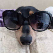 「愛犬」【Instagram/犬猫飼い主さま限定】ねこちゃん・わんちゃんのかわいいお顔、みーせて♡販促物掲載のチャンス！の投稿画像