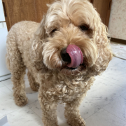 「美味しいお顔」【Instagram/犬猫飼い主さま限定】ねこちゃん・わんちゃんのかわいいお顔、みーせて♡販促物掲載のチャンス！の投稿画像