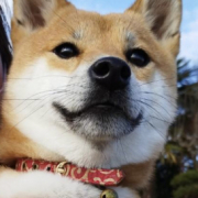 「遠くをみてる」【Instagram/犬猫飼い主さま限定】ねこちゃん・わんちゃんのかわいいお顔、みーせて♡販促物掲載のチャンス！の投稿画像