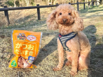 ˗ˏˋかつお節の美味しさにペットと飼い主大喜びˎˊ˗マルトモのかつお節はこだわりぬいた本物の味✧˙⁎⋆幅広いラインナップで家族みんなでおいしく食べられる♪:ペット用おやつの「だいすき」シリ&hellip;のInstagram画像