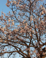 モニターキャンペーンで試食させて頂きました。もっちり太麺がスープと絡んで美味しかったです。冷凍麺とは思えない美味しさ。鍋に入れるだけで簡単に出来るので、あっという間に出来るのが嬉しいです。#P&hellip;のInstagram画像