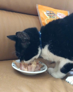 ★★減塩かつおだいすき★★マルトモ　さまより&hellip;調理中にかつお節の袋を開けると小走りでキッチンに来る愛猫ふうな🐱そんな我がネコもモニターに参加させてもらえて嬉しそう🧡大好きなカツオ節を喜んで&hellip;のInstagram画像