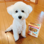 #犬のいる暮らし #犬との暮らし #フローリング #室内犬 #舐めても安心 #わんこと暮らす #リンレイ #滑り止め対策 #滑り止め床用コーティング剤 #滑り止め床用コーティング剤シートタイプ #滑り&hellip;のInstagram画像