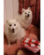 🐾まいさら印のビスコ♡ビスコのパッケージに、好きな写真をプリントしてもらえるサービスがあるって、知ってますか？その名も「スマイルビスコ」。江崎グリコさまより、「スマイルビスコ」のモニターを&hellip;のInstagram画像