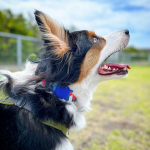 紛失防止スマートタグ DIGL(ディグル)をお試ししました✨家や散歩中に何度か脱走したことがあるので、万が一のときに見つけ出せるようなアイテムを探していました！DIGLは、もともとiPhone&hellip;のInstagram画像