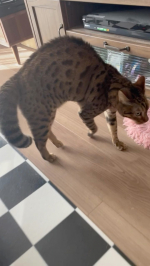 athena.leoベンガルのアルくん多頭飼いのため、かれはいつも負けてばかり。だけど、今日の彼は違った。『俺だってやるときゃやるんだぜ！』と立ち向かい、ソッコーで逃げていった。#MR&hellip;のInstagram画像