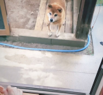 シニア犬だけど元気なマルちゃん🐶もう16歳くらいかな💦年相応に足腰の弱りや涙やけも出てきてますが、まだまだ元気いっぱい！これからも健康に気をつけて、元気に犬生を楽しんで欲しいです💖#MREフー&hellip;のInstagram画像