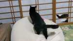 我の猫&hellip;家の周りをうろついたのを四年前に保護して今に至る#MREフードプラス #MREFOODPLUS #MRE成分 #monipla #starnet_fanのInstagram画像