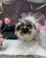 ご紹介がおそくなりましたが、先々週にビナウォークのうさぎのしっぽさんにグルーミングに行ってきました。銀ちゃんのお腹やおしり周りの毛玉をきれいしてもらいに☺️いつものお楽しみ8月のビナウォークの撮影&hellip;のInstagram画像