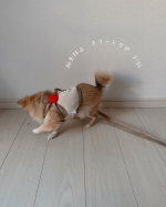 ..むーちゃんに関してはスーパー心配性で、超過保護な飼い主です🐶むーちゃんのお散歩する時は行く前にハーネスが外れないかチェックして出かけますそれでも心配で、リードは引っ張らず自転車&hellip;のInstagram画像