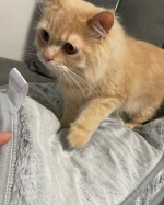 ♡♡♡♡まるで猫！のようなモフモフブランケット（吸湿発熱わた入り）猫のようなもふもふのブランケットです♡クーラーのきいたお部屋でブランケットかけると気持ちいい🥹うちの猫ちゃんもブランケッ&hellip;のInstagram画像