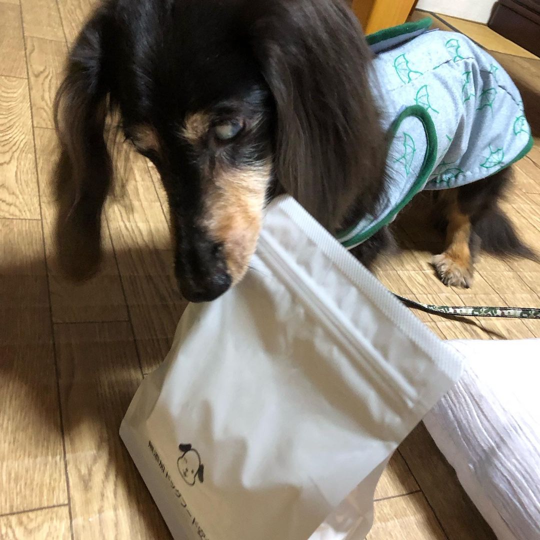 口コミ投稿：#無添加ドッグフード安心　#ドッグフード無添加安心本舗　#monipla #dogfoodmutenkah…