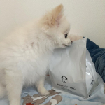 lea__n0602🥣れあのご飯をかえてみました！いつもドッグフードは食べず、おやつ好き🫠でも、この無添加のフードはパクパク🤎！このフードを選んだ1番の理由は無添加で人が食べられる食&hellip;のInstagram画像