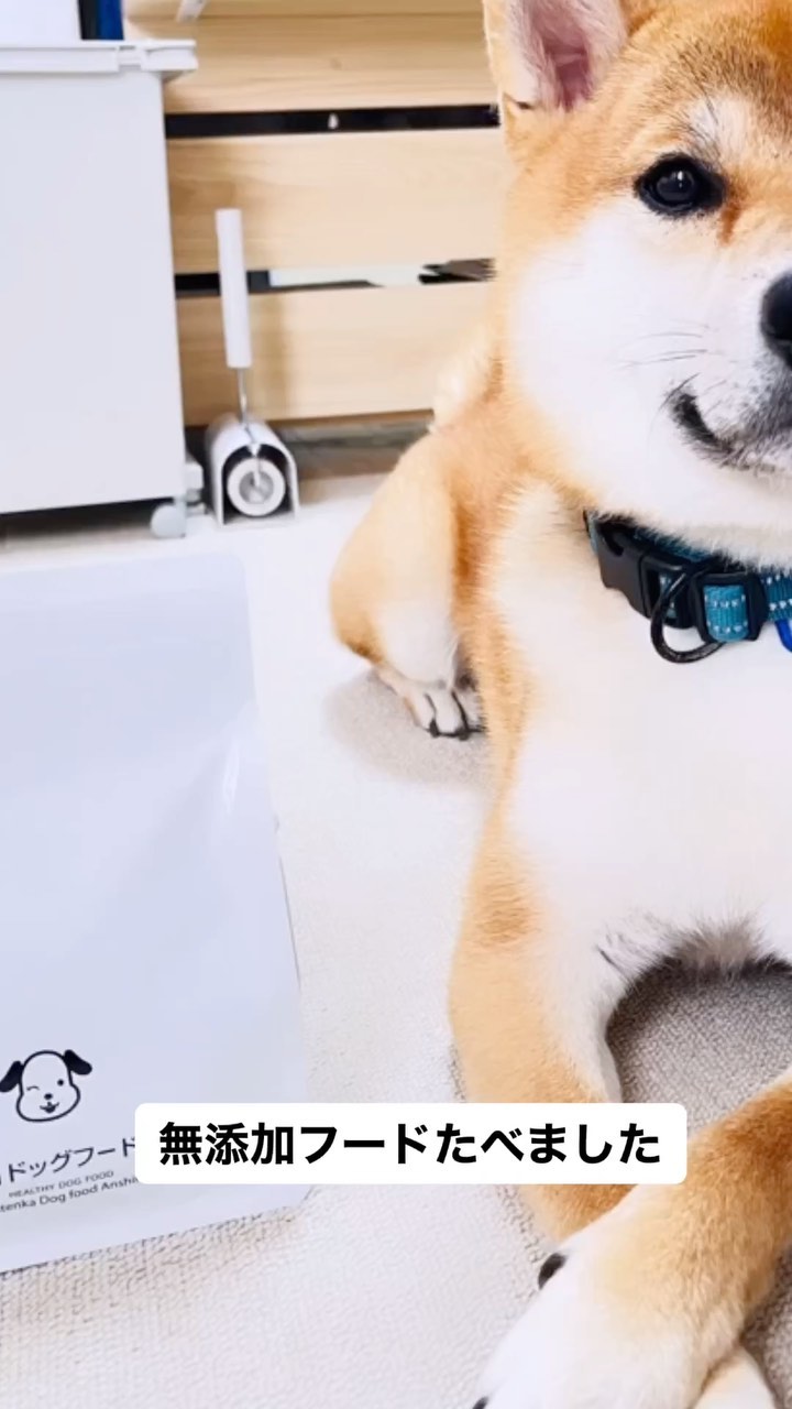 口コミ投稿：無添加安心本舗さんのフードが届きました💙小粒でも長細いから、ちゃんと噛んでました…