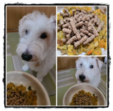 口コミ：無添加ドッグフード安心の画像（5枚目）