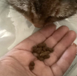 口コミ：【無添加キャットフード安心（400g）】の画像（6枚目）