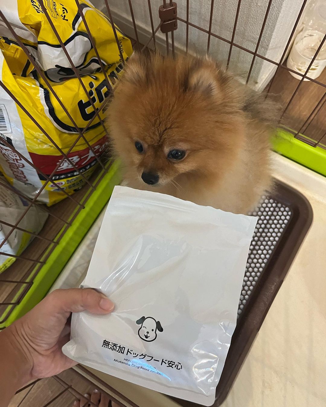 口コミ投稿：普段あんまりご飯の食いつきが良くない我が家のぽんちゃん🐶このご飯と他のご飯混ぜて…