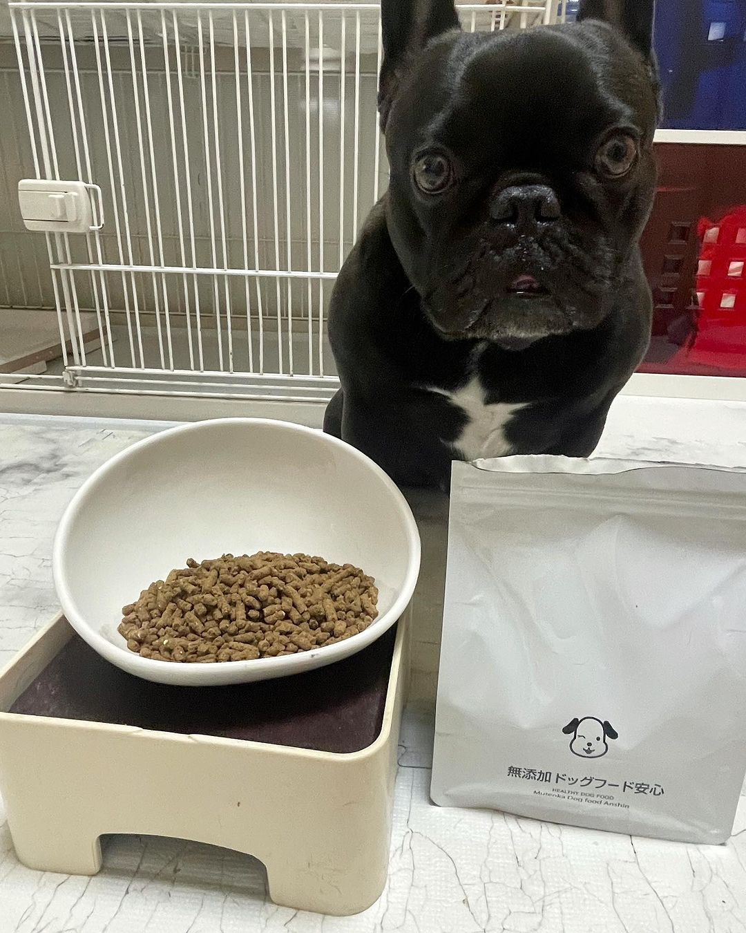 口コミ投稿：人が食べられる食材でつくったドッグフード「無添加ドッグフード安心」ぼく、これだ…